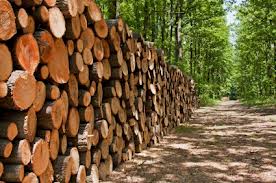 Improved Chinese demand may boost US log exports; domestic demand to sustain 