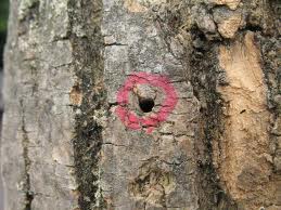 Ontario gears up defense against EAB havoc
