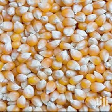 maize