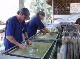 Elephant dung is no longer a waste, but raw material for paper