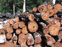 Russian share of the global timber market may fall further